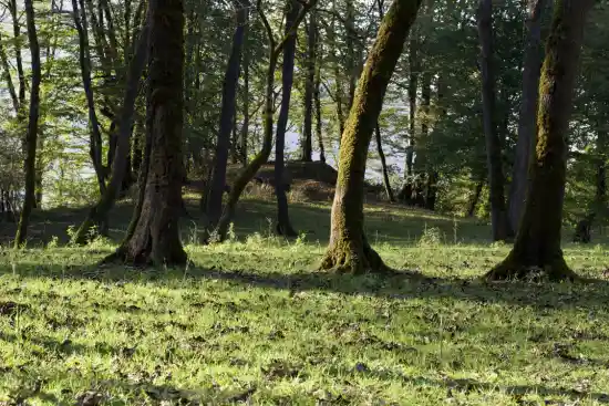 پارک جنگلی ماهان