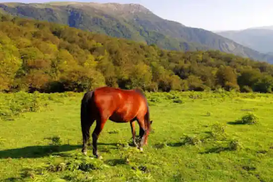 دشت الیمستان (دوم)