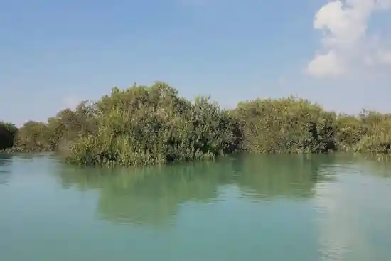 جنگل حرا سهیلی