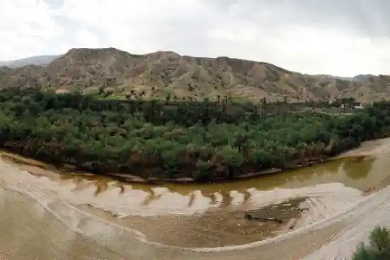 جنگل گلوبردکان