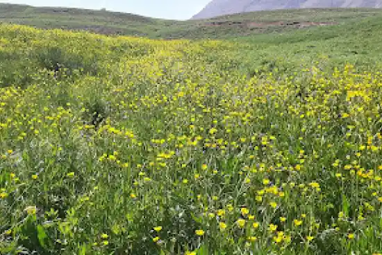 دشت گل زرد پلور