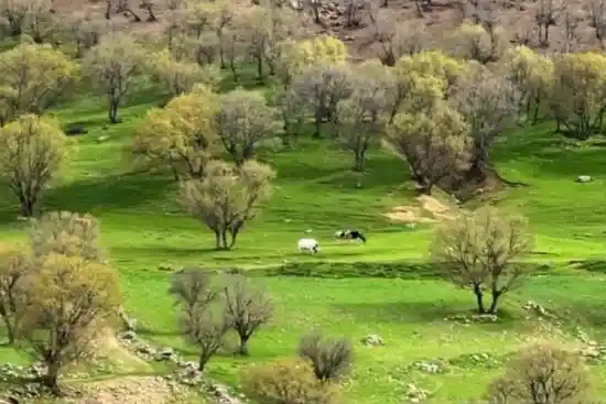 روستای مورز