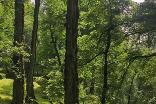 جنگل شیردره