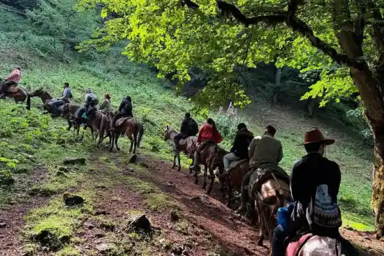 جنگل لیسار به سوباتان