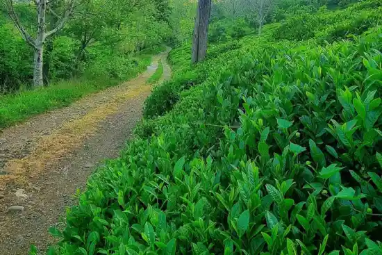 روستای وركوره