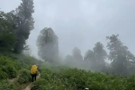 جنگل حور به چوبر