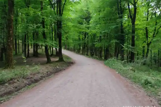 جنگل تیلاکنار