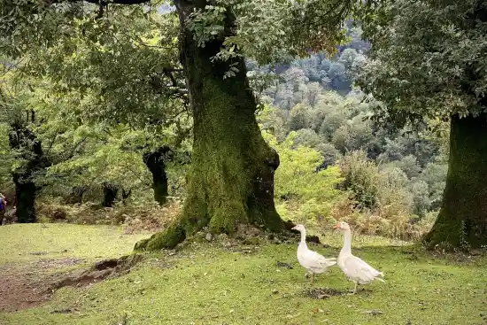 جنگل های خانه های آسیاب