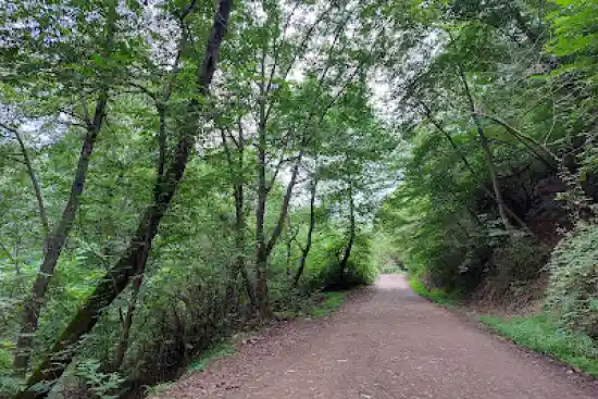 جنگل ورازده