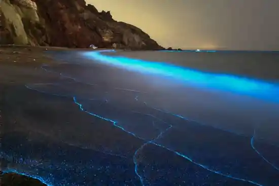 ساحل فیتوپلانکتون