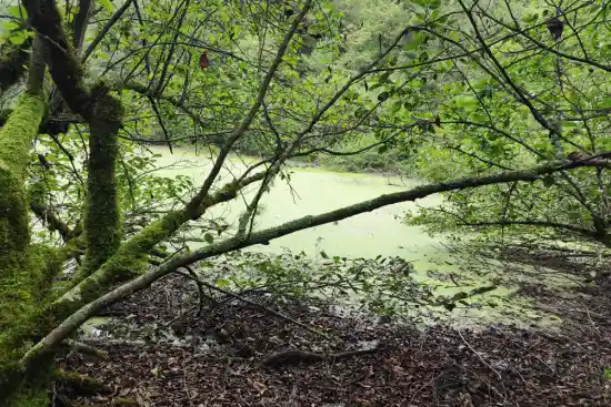 مرداب انجیلیسا