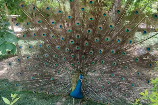 باغ پرندگان