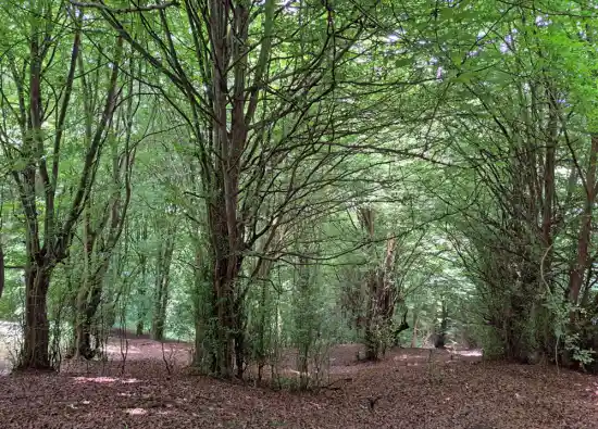 پارک جنگلی بزچفت