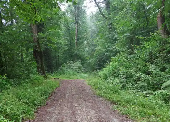 جنگل چشمه قلقلی