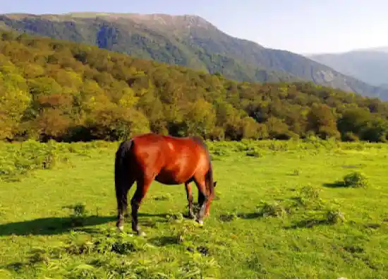 دشت الیمستان (دوم)