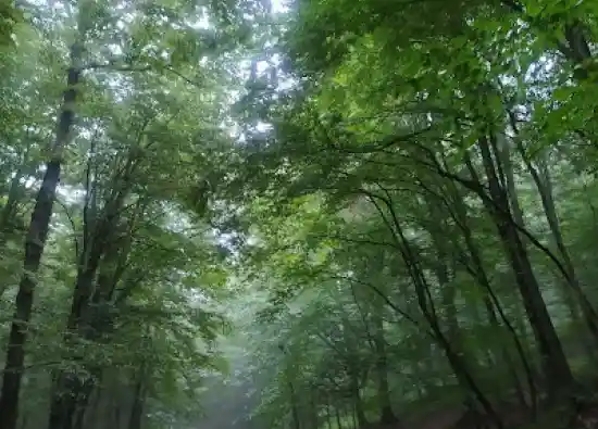 پارک جنگلی خربزه چشمه