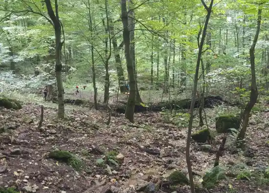 جنگل ولمیست