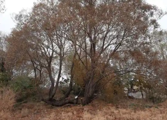 چشمه درازلش