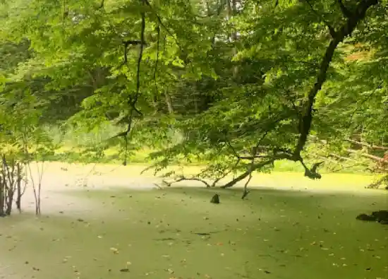 مرداب اون دون کنار