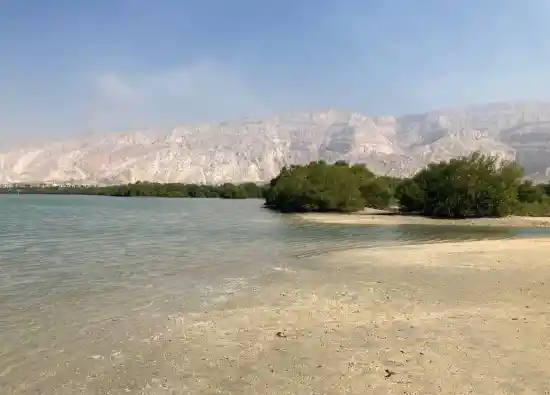 جنگل حرا عسلویه