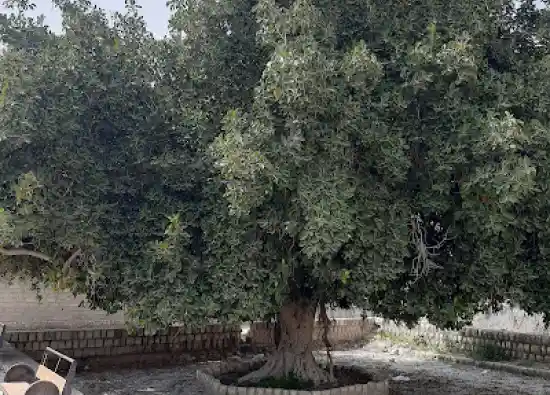 درخت انجیر معابد چارک