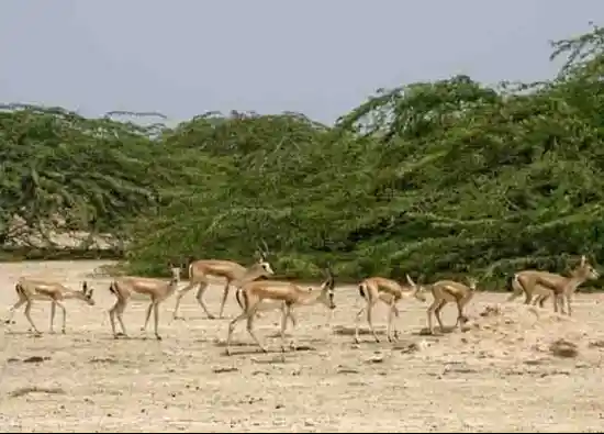 پارک محافظت شده آهوان