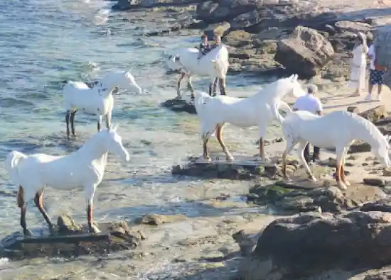 ساحل اسب ها