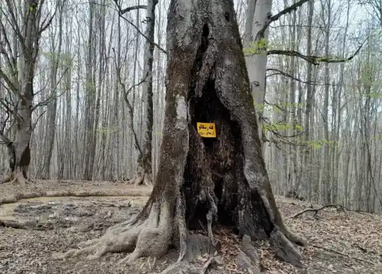 قله زینگالو