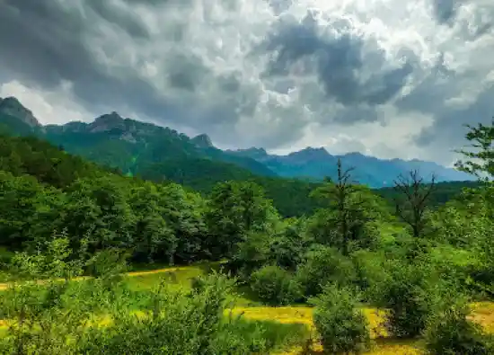 دشت میون ویشه