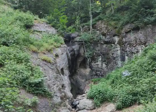 جنگل راش شلیشه