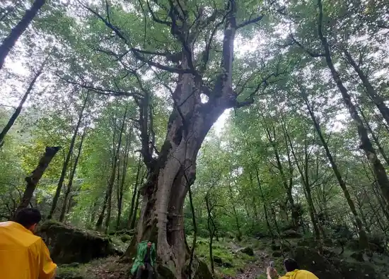 جنگل لوشاده