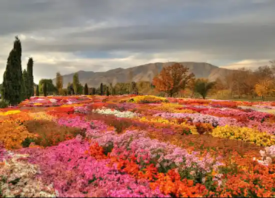باغ گیاه شناسی ملی ایران