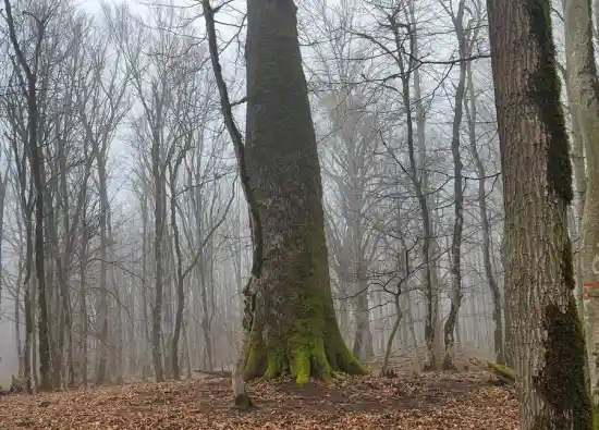 جنگل شیردره