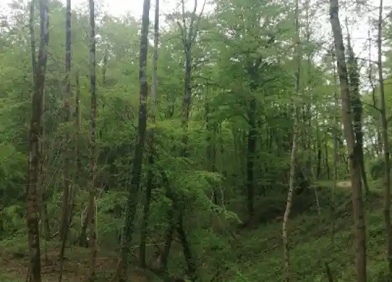 جنگل زرین آباد