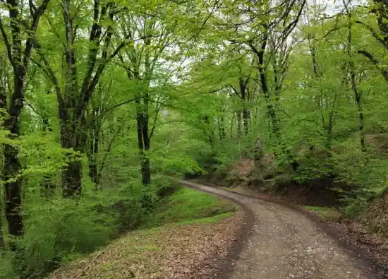 جنگل سکوتپه