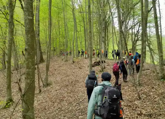 جنگل کلاریجان