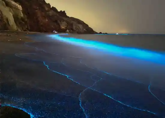 ساحل فیتوپلانکتون