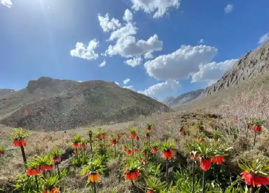 دشت لاله های واژگون دره بید