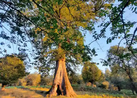 درخت بلند مازو