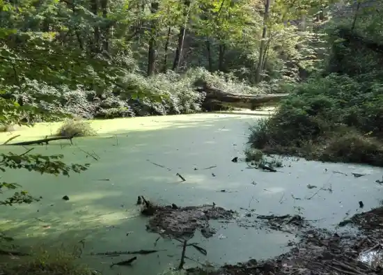 مرداب میاندوک