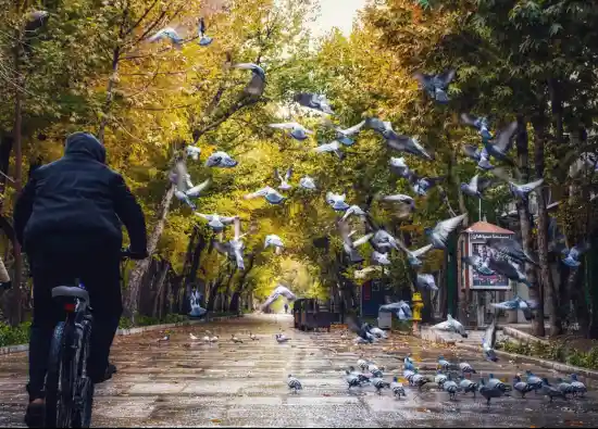 چهارباغ عباسی