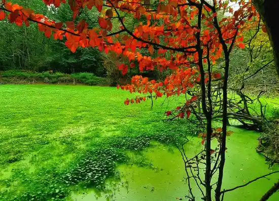 تالاب سلیمانی ها