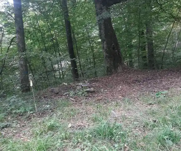 جنگل وزوار-1