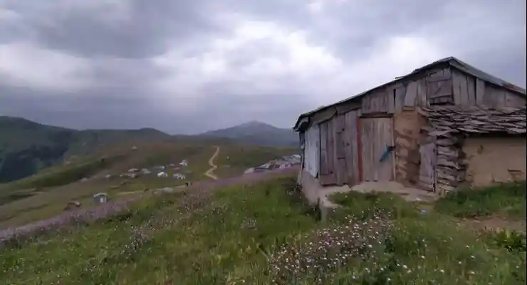 مجتمع گردشگری تک درخت