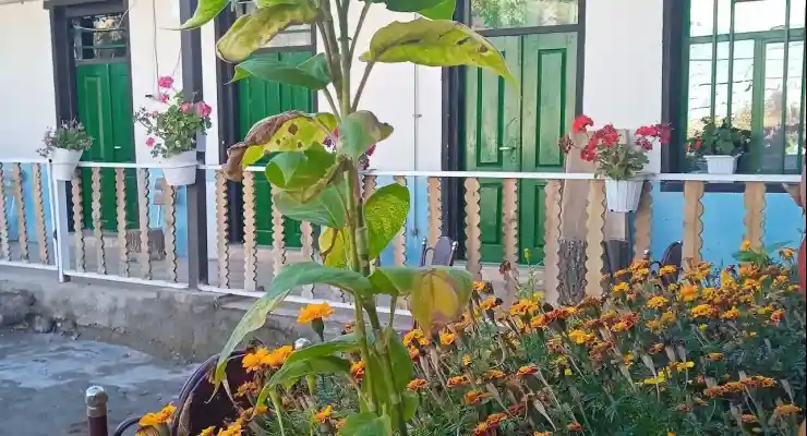 اقامتگاه بومگردی کامران