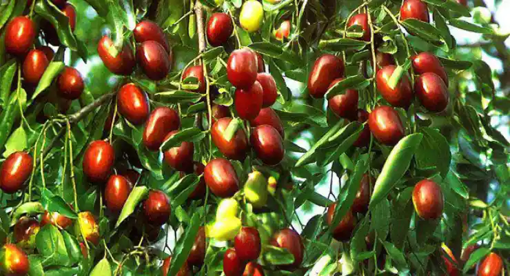 سوغاتیهای خوشمزه البرز