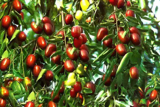 سوغاتی‌های خوشمزه البرز