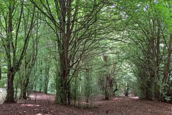 پارک جنگلی بزچفت