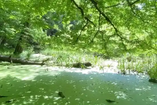 مرداب شقلی آباد