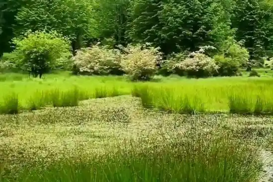 گل آقا نصیر